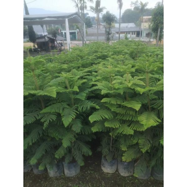 Cemara Norfolk Pentris 2 Meter Up