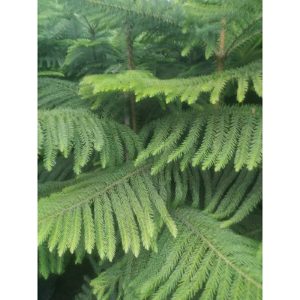 Cemara Norfolk Pentris 2 Meter Up