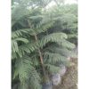 Cemara Norfolk Pentris 2 Meter Up