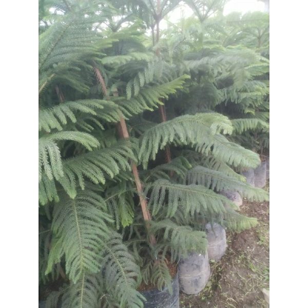 Cemara Norfolk Pentris 2 Meter Up