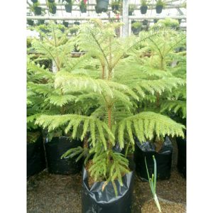 Cemara Norfolk Pentris 75cm - pentris