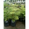 Cemara Norfolk Pentris 75cm - pentris