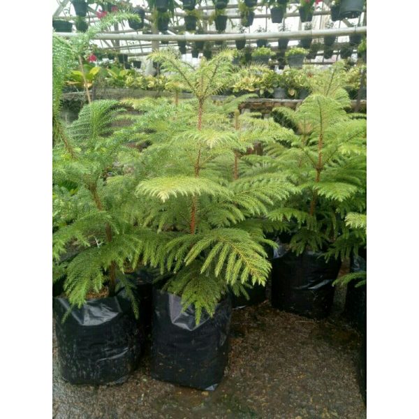 Cemara Norfolk Pentris 75cm - pentris