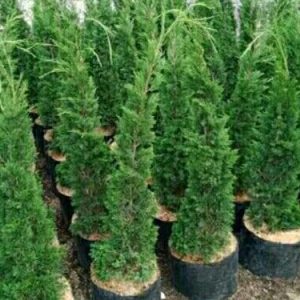 Cemara Puapua 60cm Tanaman Hias Indoor