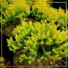 Cemara Ren Gold Rengold Tinggi 20cm Rimbun Daun