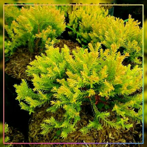 Cemara Ren Gold Rengold Tinggi 20cm Rimbun Daun