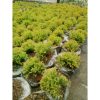 Cemara Ren Gold Rengold Tinggi 20cm Rimbun Daun