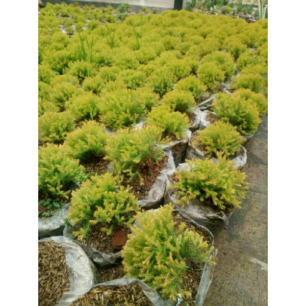 Cemara Ren Gold Rengold Tinggi 20cm Rimbun Daun