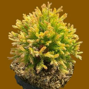 Cemara Ren Gold Rengold Tinggi 20cm Rimbun Daun