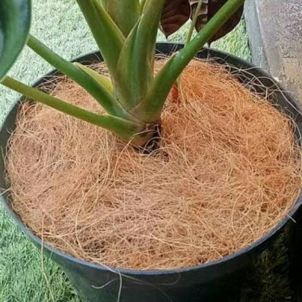Coco Fiber Sabut Kelapa Media Tanam Siap Pakai