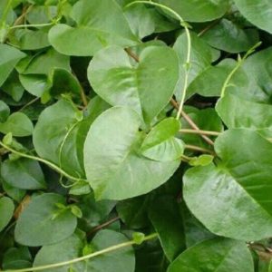 Daun Binahong 100gr obat herbal