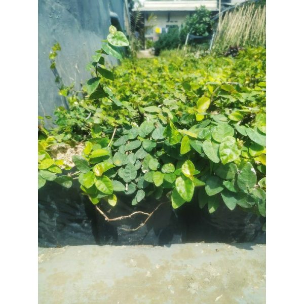 Dolar Rambat Daun Kecil Tanaman Hias Rimbun