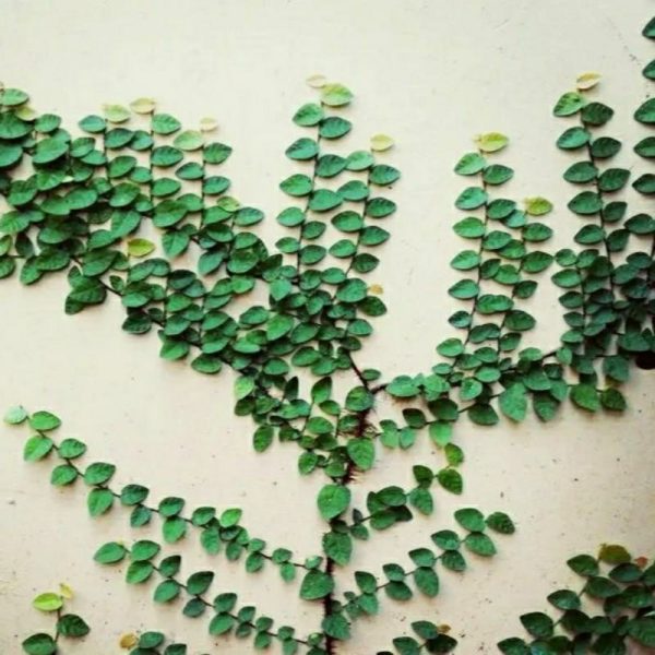 Dolar Rambat Daun Kecil Tanaman Hias Rimbun
