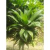 Dracaena Hijau
