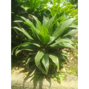 Dracaena Hijau