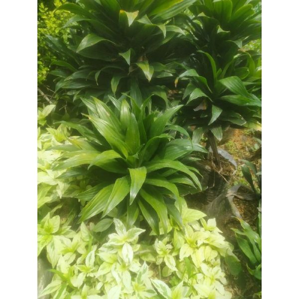 Dracaena Hijau