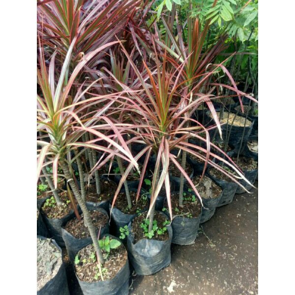Dracaena Marginata tricolor ukuran besar