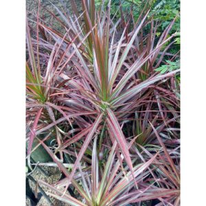 Dracaena Marginata tricolor ukuran besar