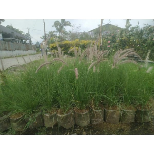 Ekor Kuda Ilalang Hias Hijau Dewasa Rimbun