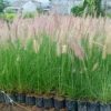 Ekor Kuda Ilalang Hias Hijau Dewasa Rimbun