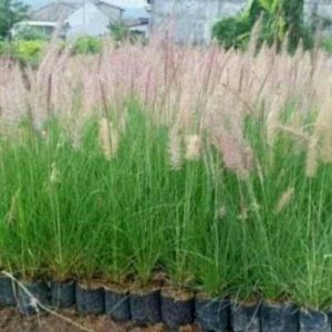 Ekor Kuda Ilalang Hias Hijau Dewasa Rimbun