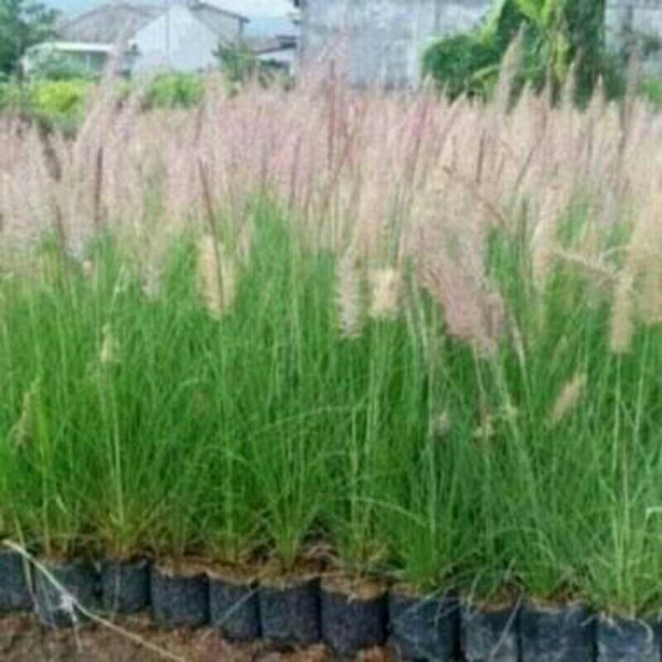 Ekor Kuda Ilalang Hias Hijau Dewasa Rimbun
