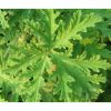 Geranium Citrosa Ant1 Nyamuk