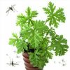 Geranium Citrosa Ant1 Nyamuk