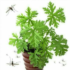 Geranium Citrosa Ant1 Nyamuk