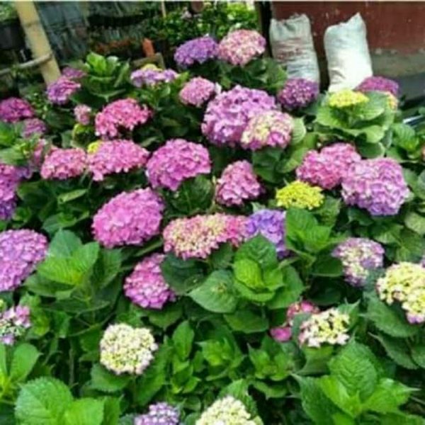 Hortensia Hydrangea Pancawarna Besar Rimbun Berbunga Mekar