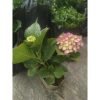Hortensia Pancawarna Sudah Berbunga Roten bokor import