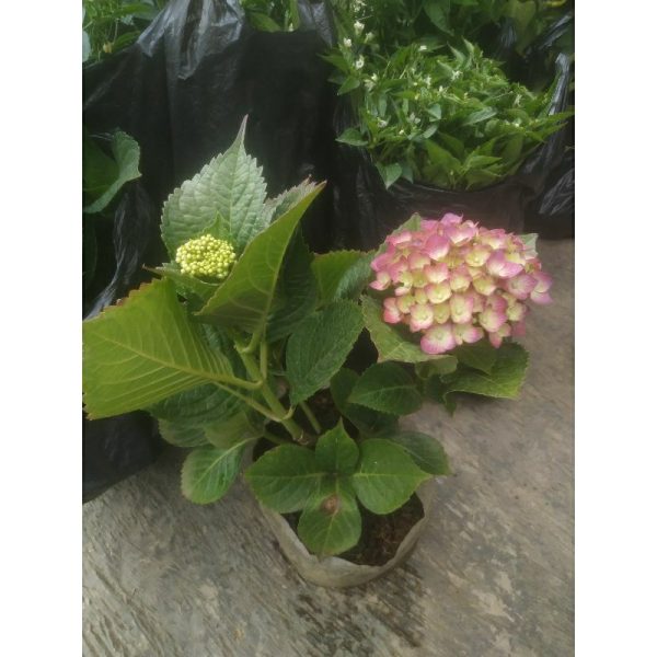 Hortensia Pancawarna Sudah Berbunga Roten bokor import