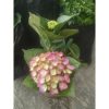 Hortensia Pancawarna Sudah Berbunga Roten bokor import