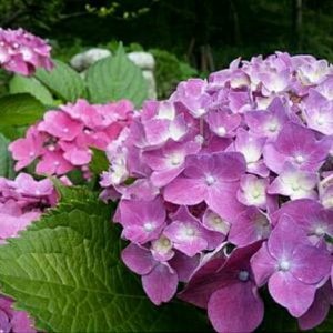 Hortensia Pancawarna Sudah Berbunga Roten bokor import