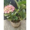 Hortensia Pancawarna Sudah Berbunga Roten bokor import