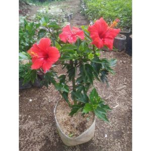 Kembang Sepatu Besar 70cm Bunga Merah Tinggi 50cm