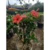 Kembang Sepatu Besar 70cm Bunga Merah Tinggi 50cm