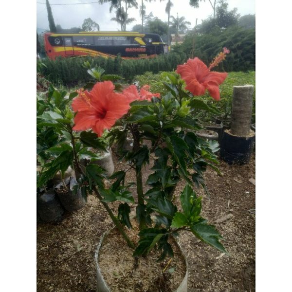 Kembang Sepatu Besar 70cm Bunga Merah Tinggi 50cm