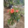 Kembang Sepatu Besar 70cm Bunga Merah Tinggi 50cm