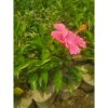 Kembang Sepatu Bunga Pink