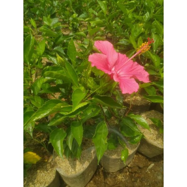 Kembang Sepatu Bunga Pink