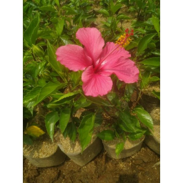 Kembang Sepatu Bunga Pink