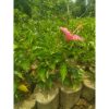 Kembang Sepatu Bunga Pink