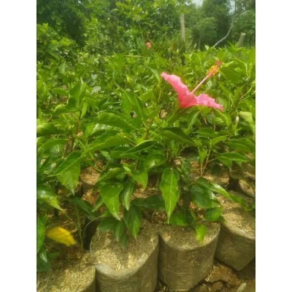 Kembang Sepatu Bunga Pink