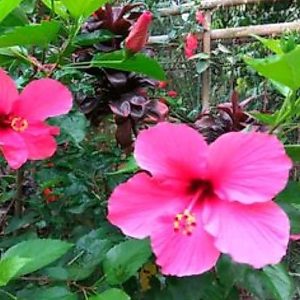 Kembang Sepatu Bunga Pink