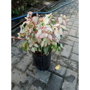 Kembang Sepatu Varigata ukuran besar
