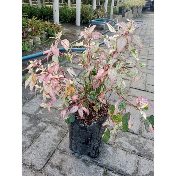 Kembang Sepatu Varigata ukuran besar