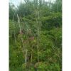Ketapang Kencana 2 Meter Rimbun NgeTrap