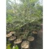 Ketapang Kencana 2 Meter Rimbun NgeTrap