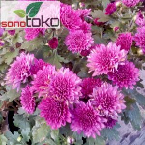 Krisan aster Ungu 1 Pot isi 5-6 pohon Rimbun murah